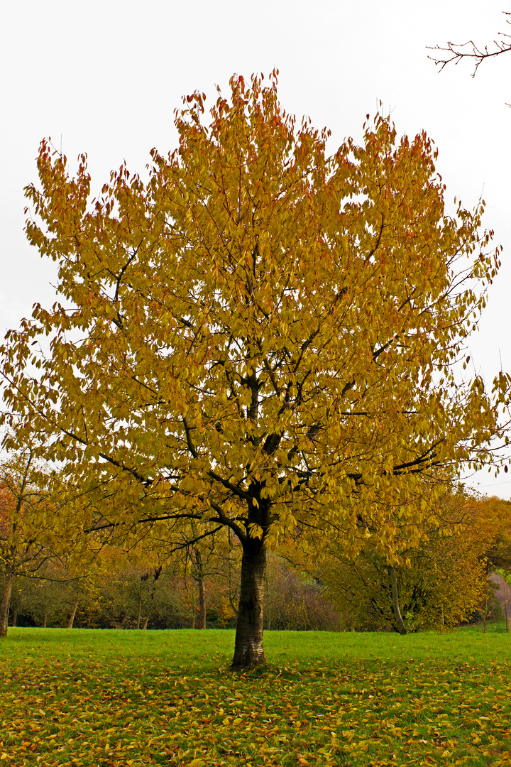 Mechtenberg Streuobstwiese