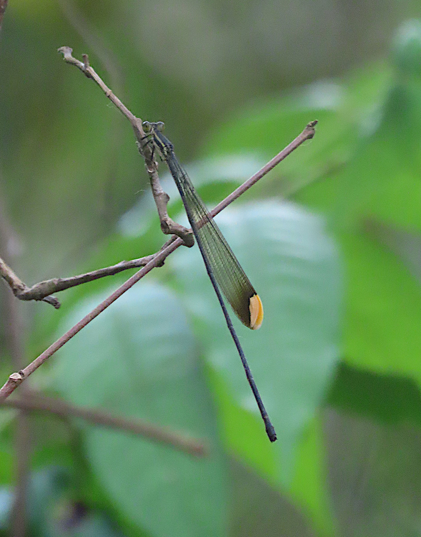 Mecistogaster ornata