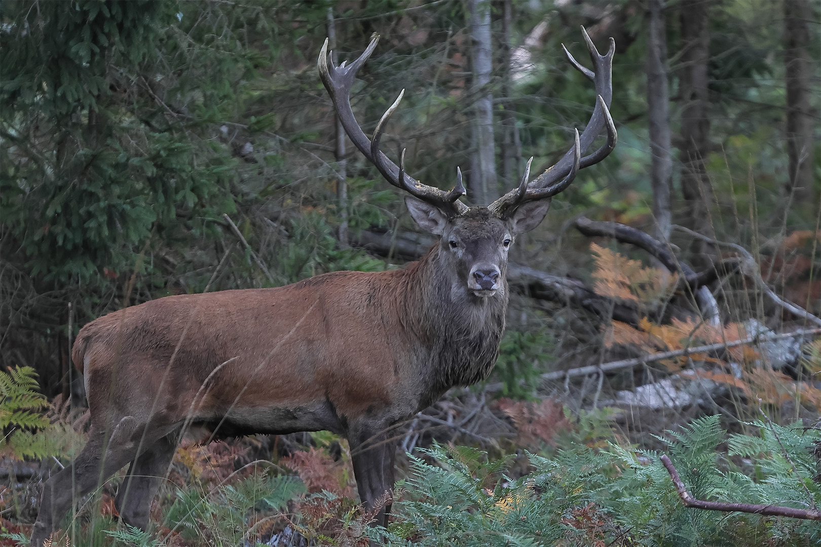 Meck-Pomm wildlife