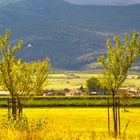 Meckenheim (Pfalz) mit Blick nach Niederkirchen