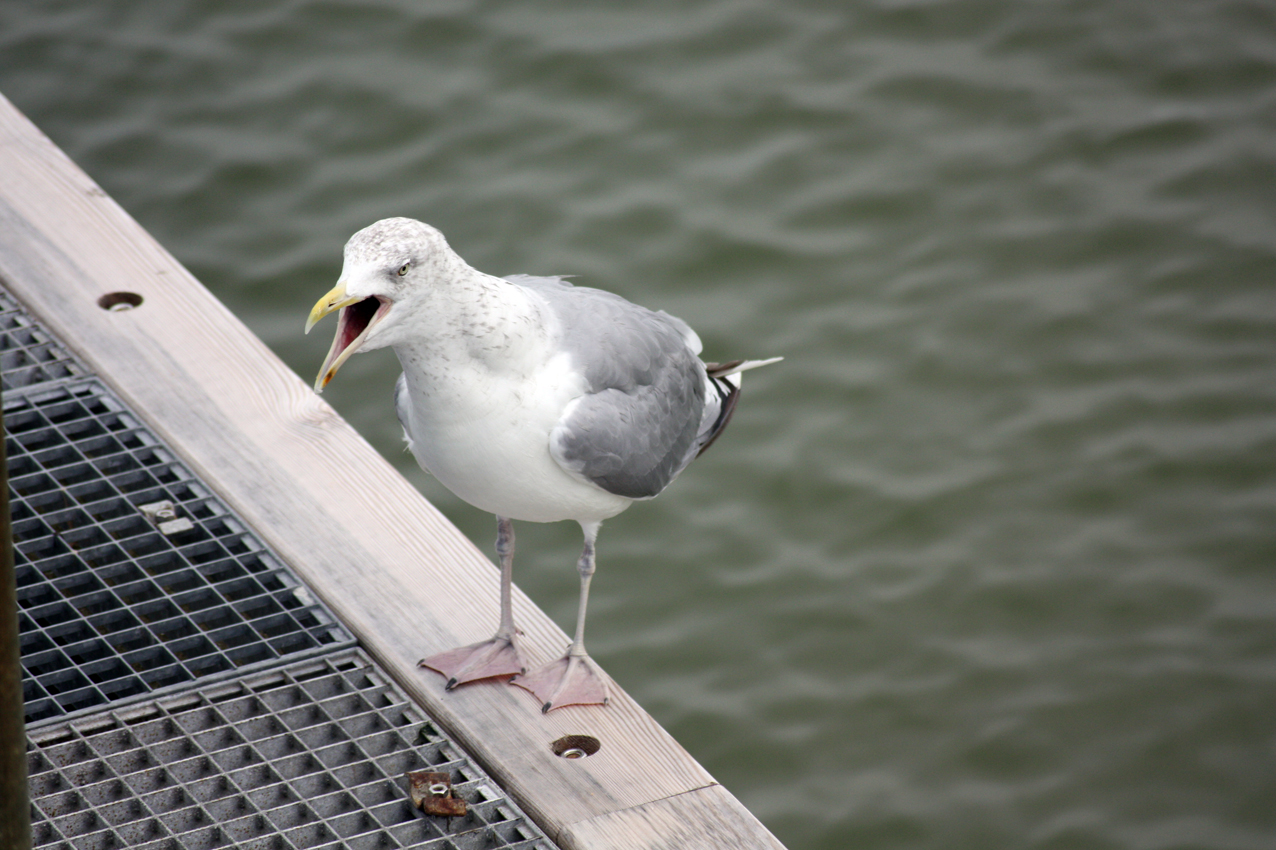 Meckermöwe auf Rügen