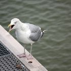 Meckermöwe auf Rügen