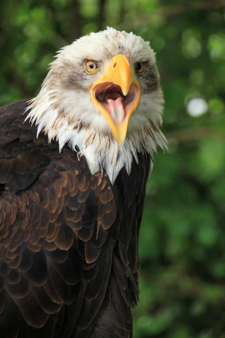 Meckervogel