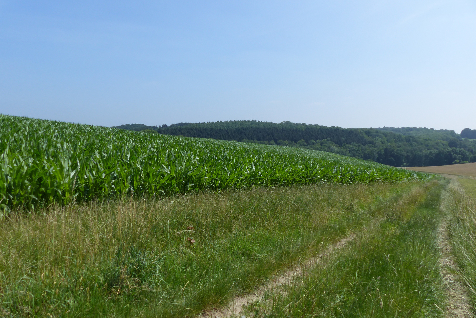 Meckhofer Feld - Juni 2018