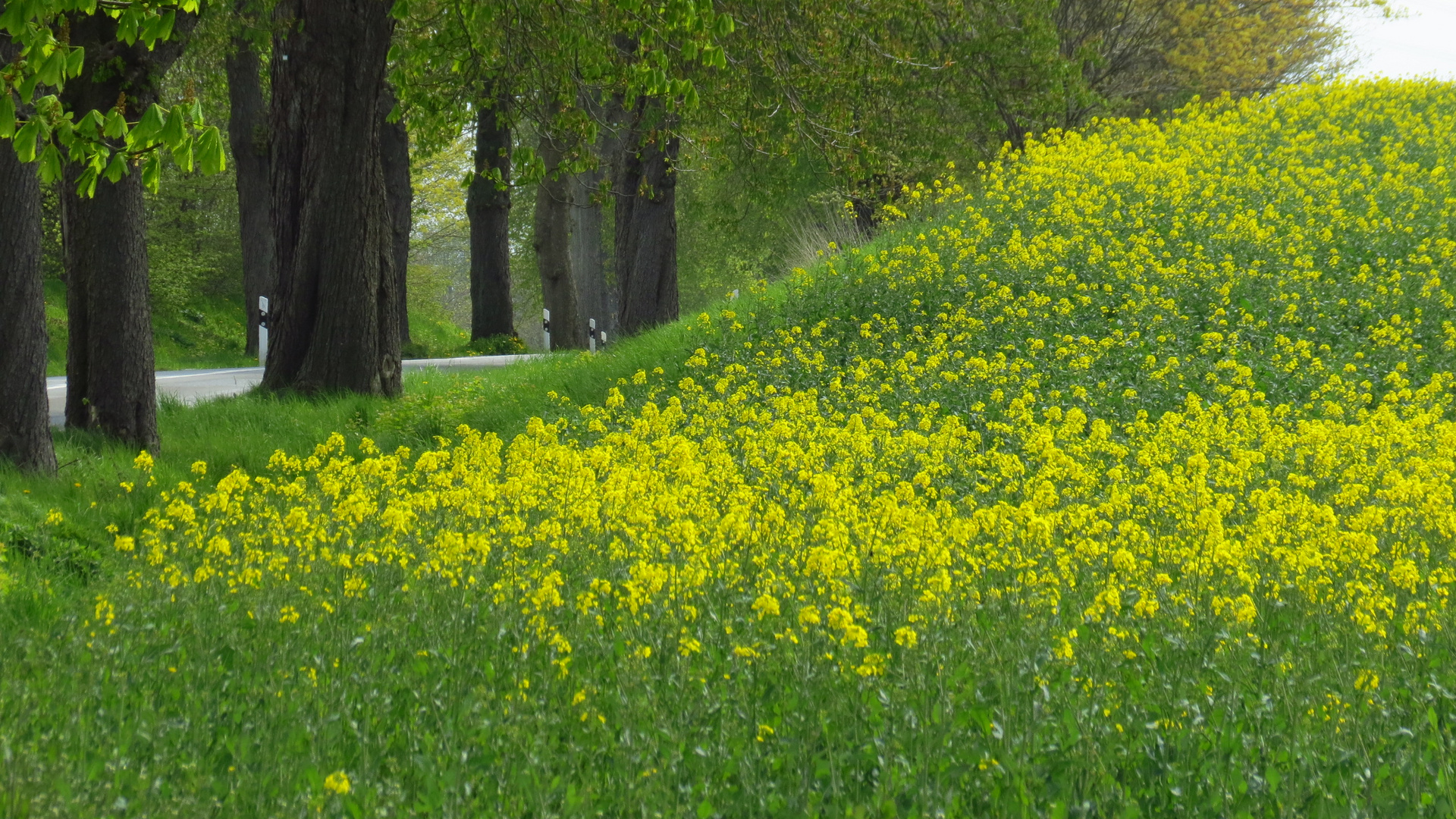 Mecklenburg