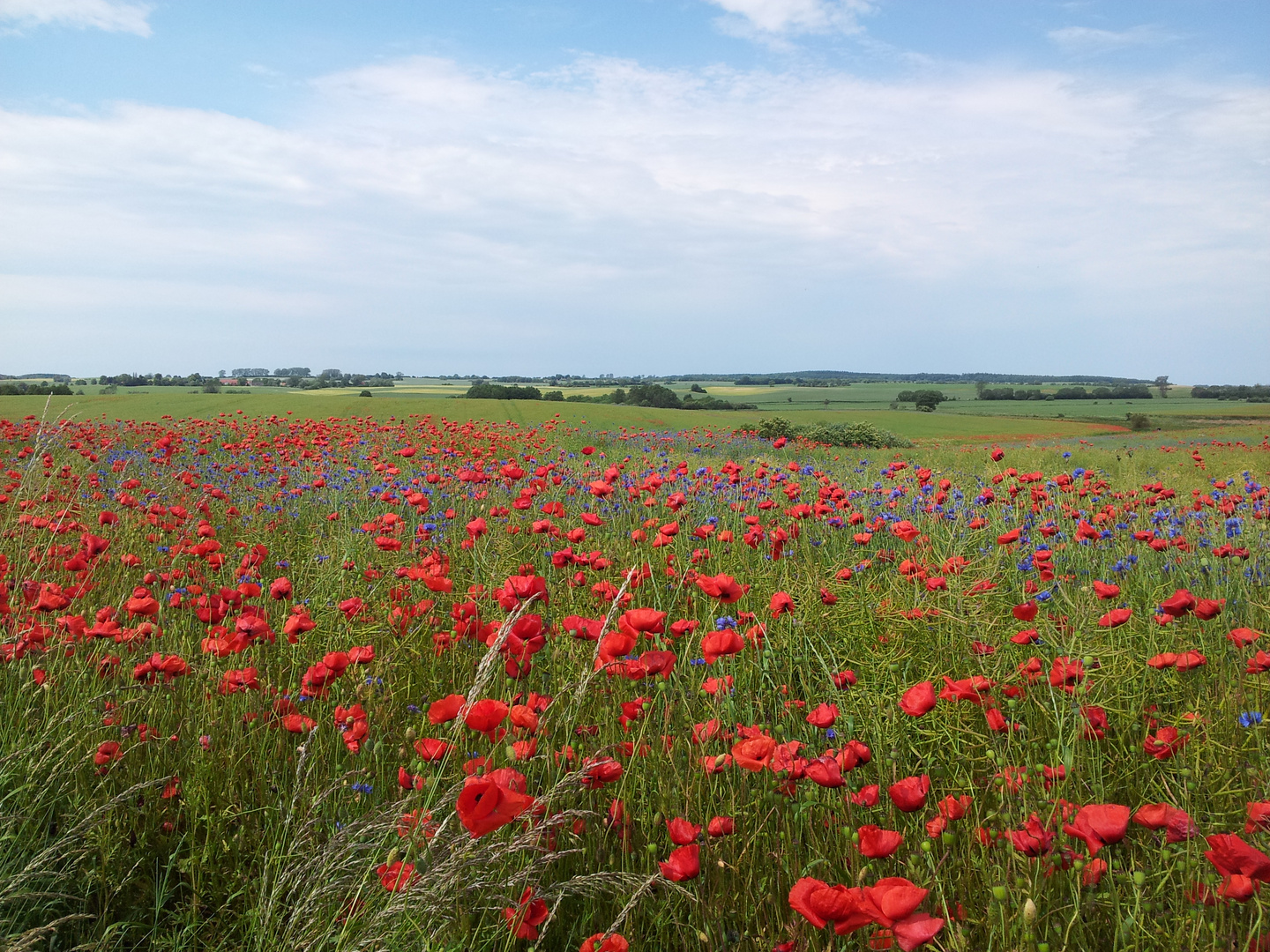 Mecklenburg-Vorpommern .............