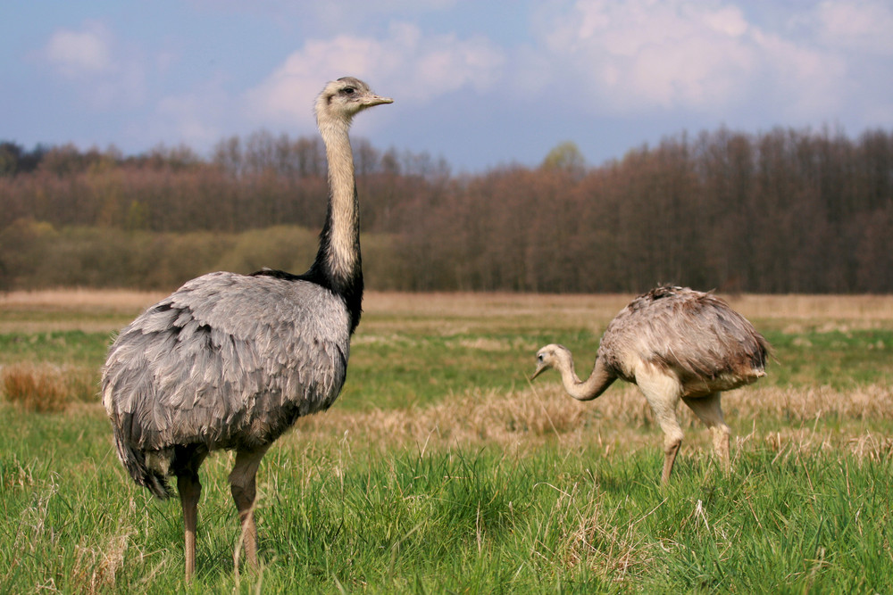 Mecklenburg Vorpommern, das neue Südamerika