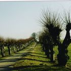 Mecklenburg-Vorpommern, Kopfweidenallee bei Schloss Bothmer