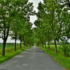 Mecklenburg-Vorpommern: Land der Alleenstraßen...