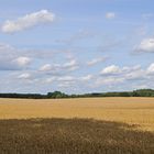 Mecklenburger Augen-Weide