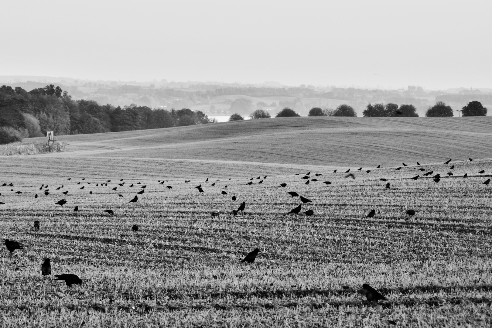 Mecklenburger Herbstlandschaft mit Krähen