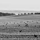 Mecklenburger Herbstlandschaft mit Krähen