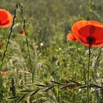 Mecklenburger Klatschmohn-Glühen 03