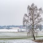 Mecklenburger Landschaft mit Birke