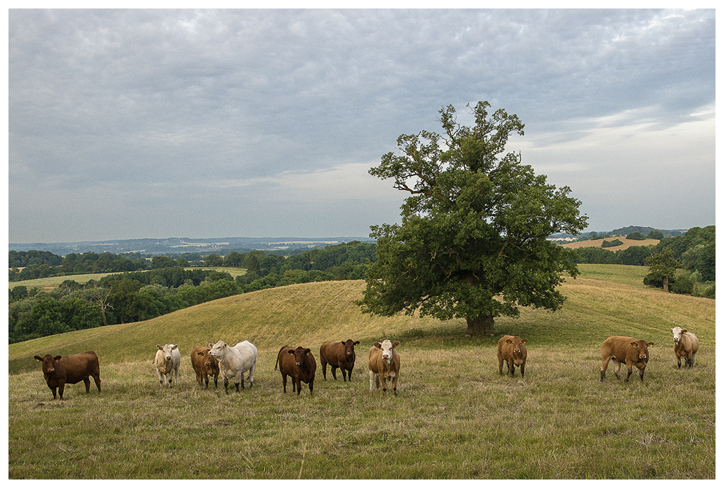 Mecklenburger Landschaft mit Rinderherde