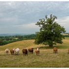 Mecklenburger Landschaft mit Rinderherde