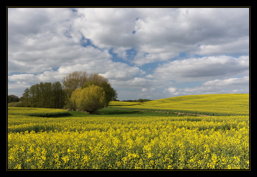 Mecklenburger Rapsland 2010 I