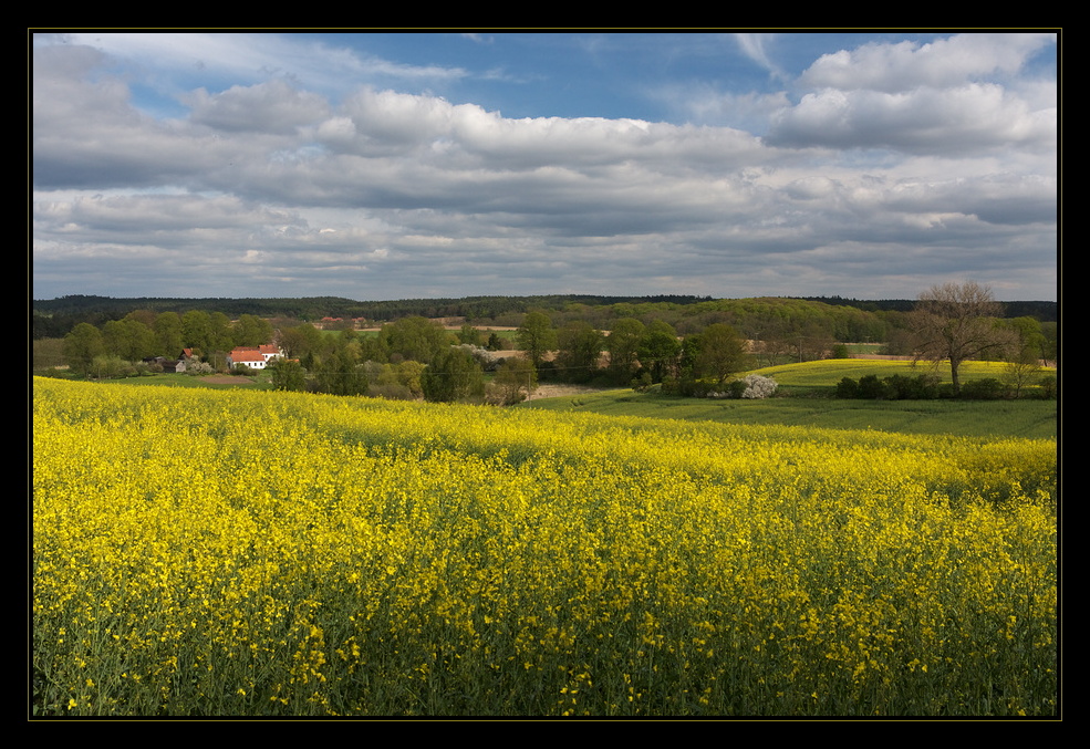 Mecklenburger Rapsland 2010 II