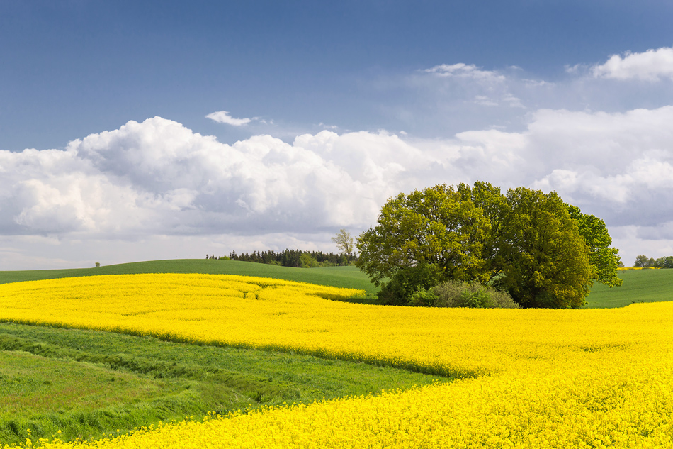 Mecklenburger Rapsland