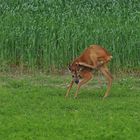 Mecklenburger Rehbock-Yoga