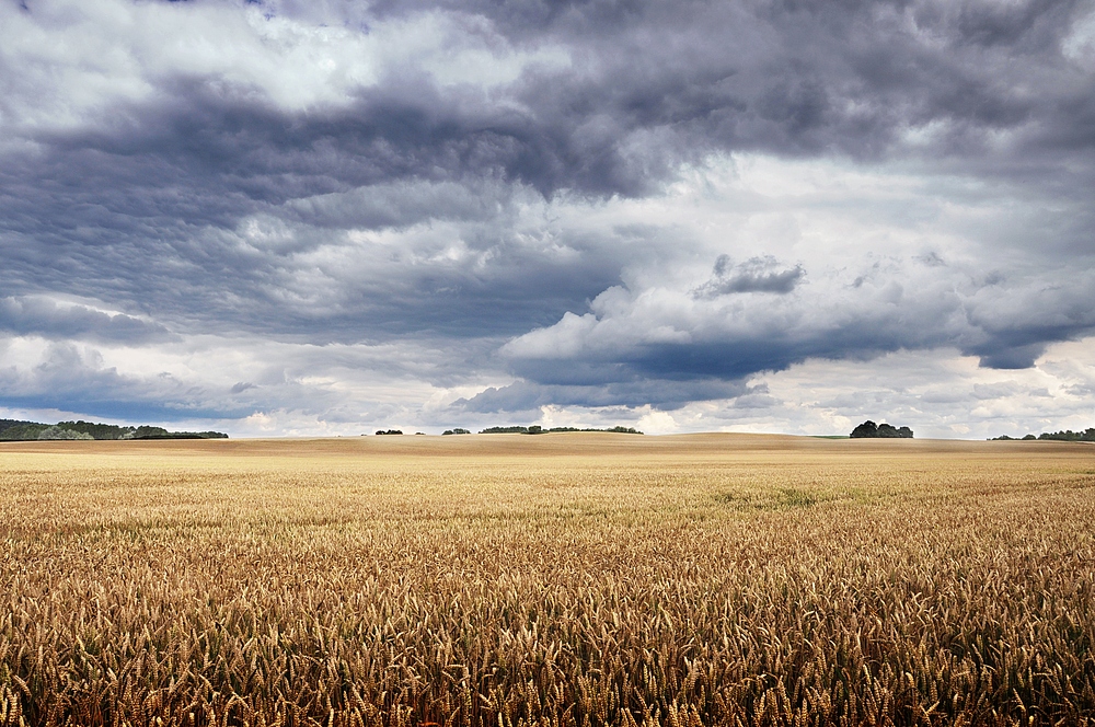 Mecklenburger Sommer