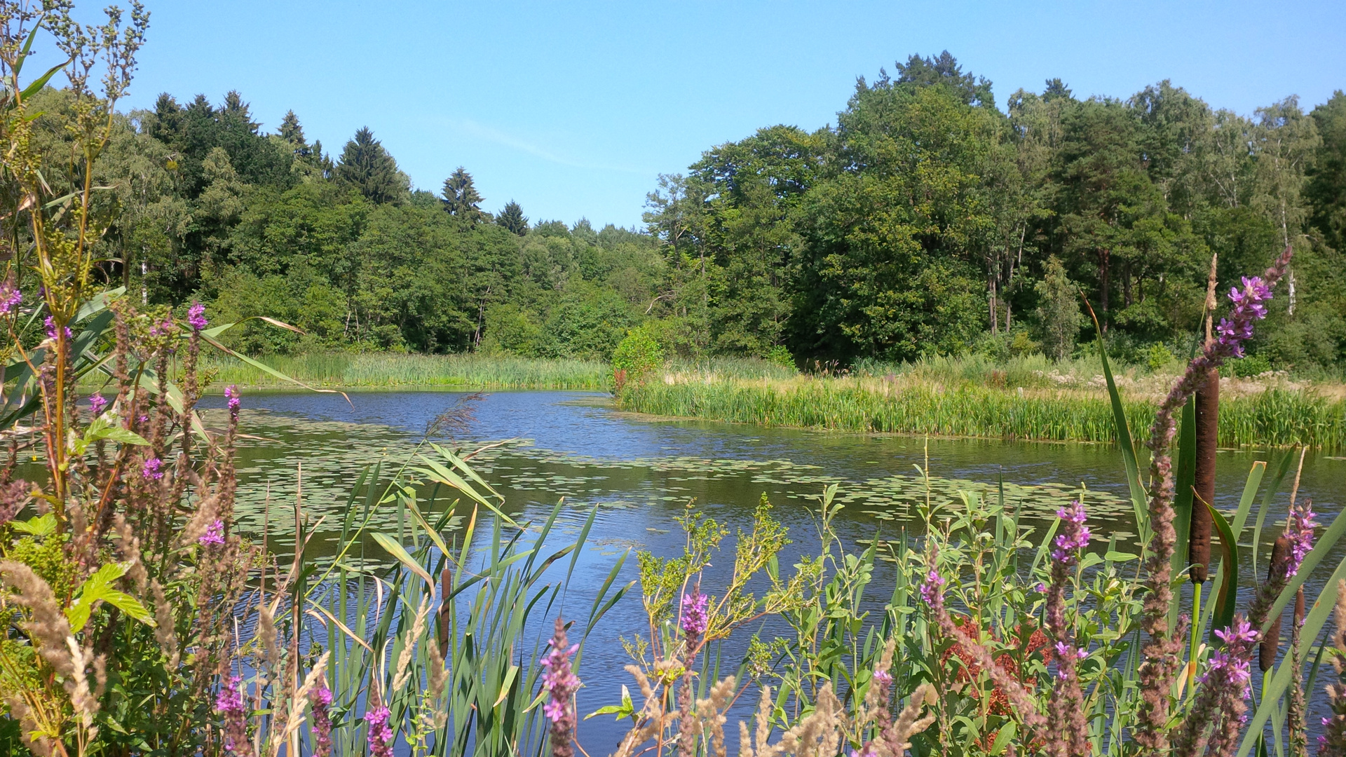 Mecklenburgischer See