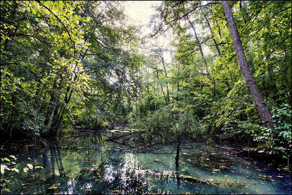 Mecklenburgischer Urwald