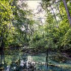 Mecklenburgischer Urwald