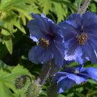 Meconapsis betonicifolia