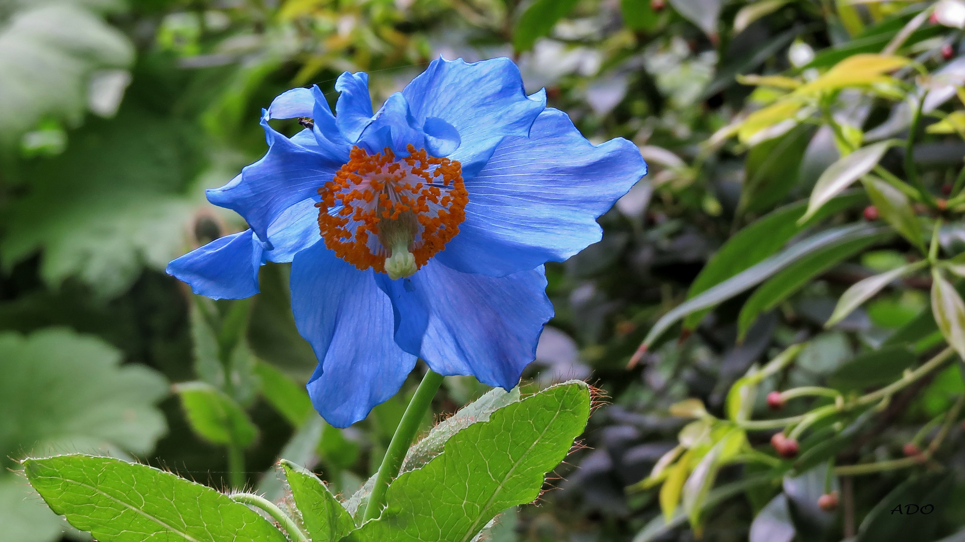 Meconopsis