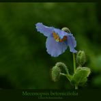 Meconopsis betonicifolia