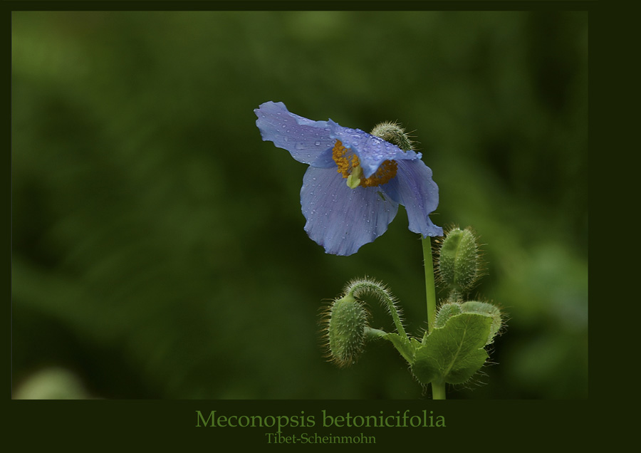 Meconopsis betonicifolia