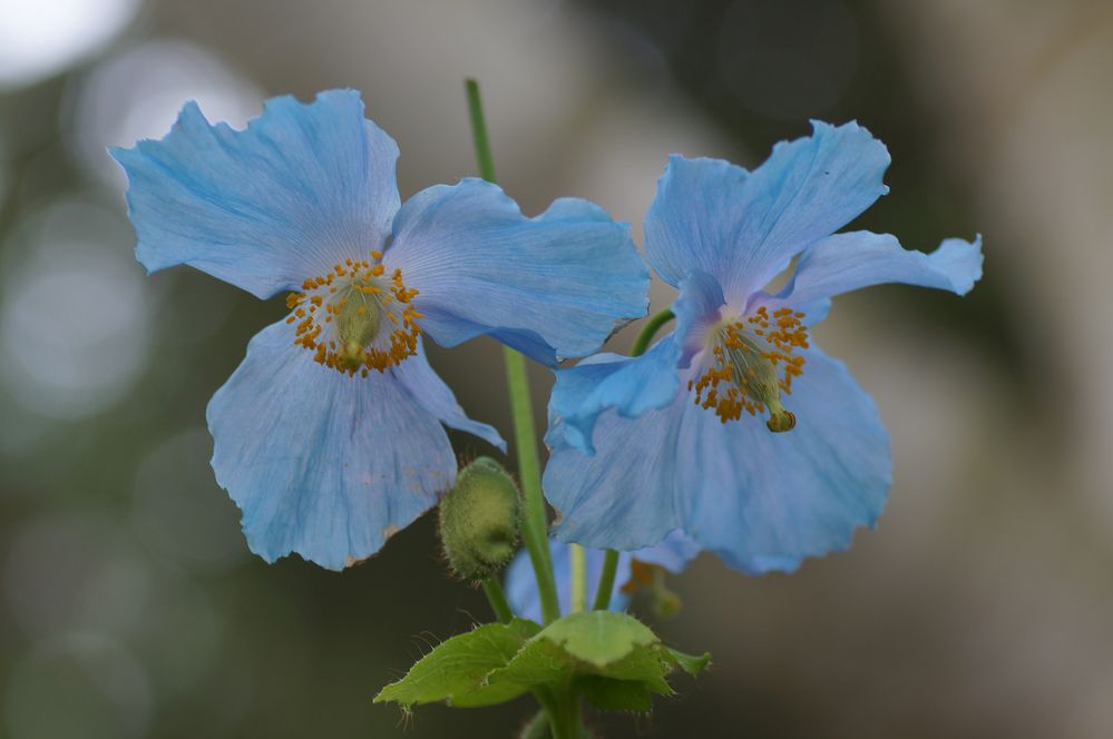 Meconopsis betonicifolia