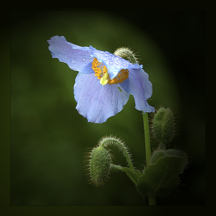 Meconopsis betonicifolia - Tibet Scheinmohn