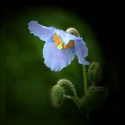 Meconopsis betonicifolia - Tibet Scheinmohn