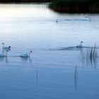 MecPom: Abendstimmung auf dem Barther Bodden ...