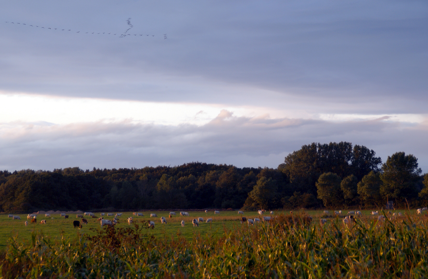 MecPom: Abendstimmung bei Groß-Mohrdorf