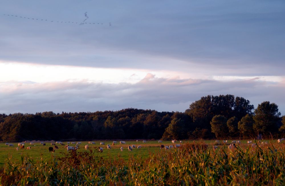 MecPom: Abendstimmung bei Groß-Mohrdorf