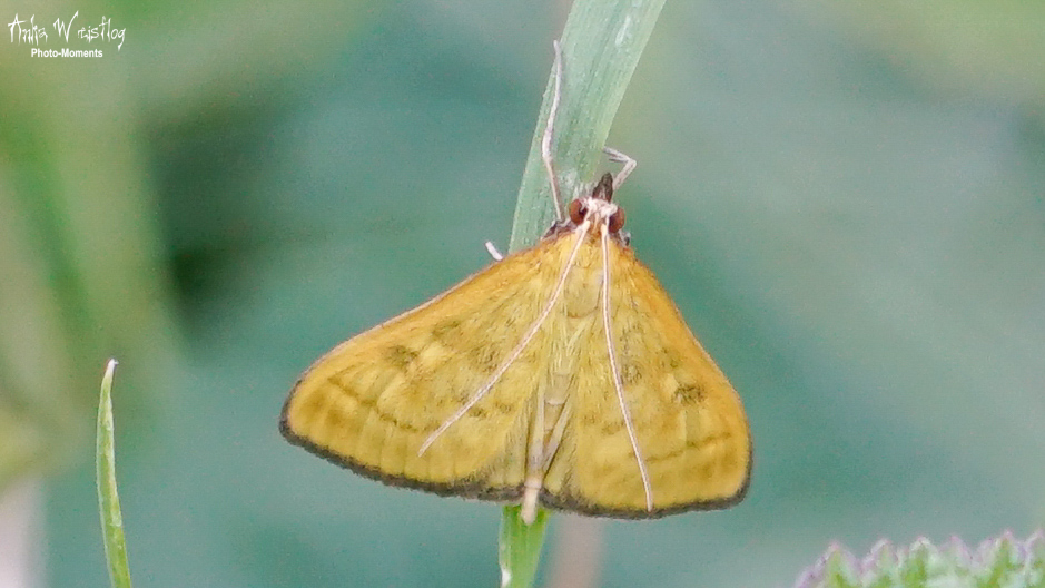 Mecyna Flavalis  (Zünsler)