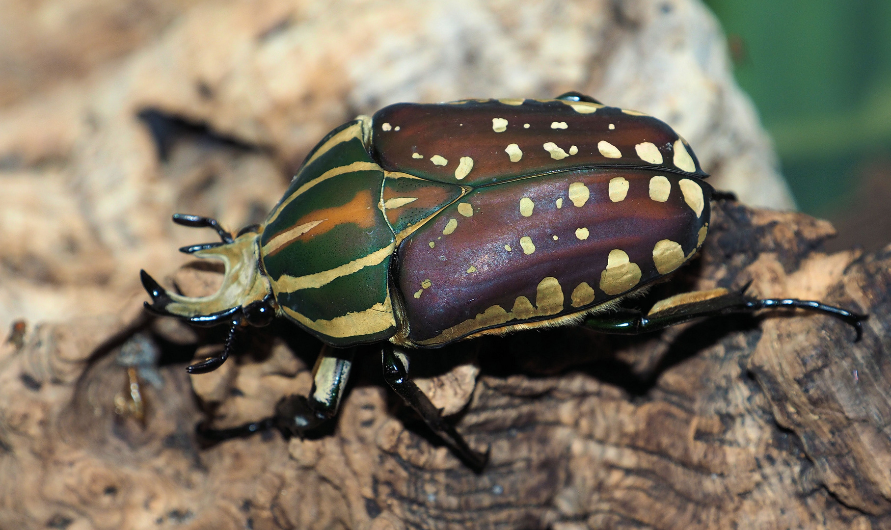 Mecynorrhina polyphemus confluens