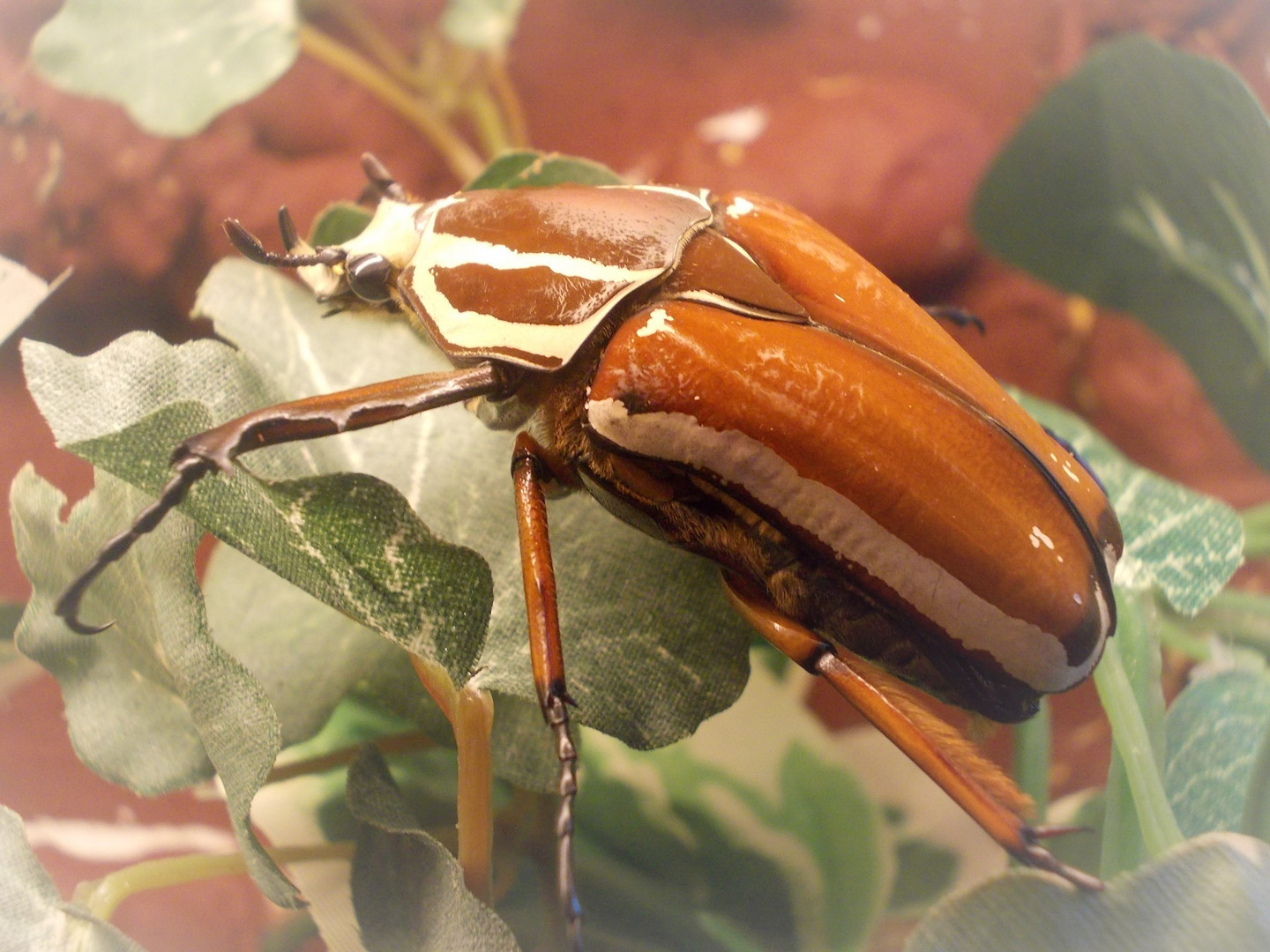  Mecynorrhina torquata ugandensis Käfer