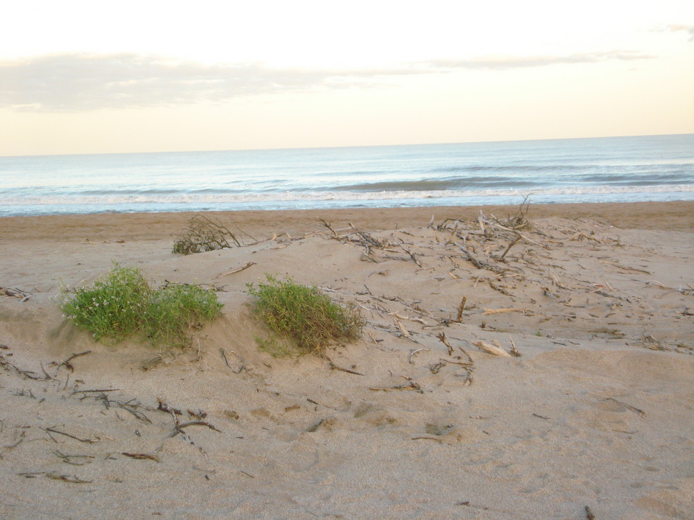 MEDANOS