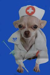 Medi-Dog hilft garantiert bei schlechter Laune!!