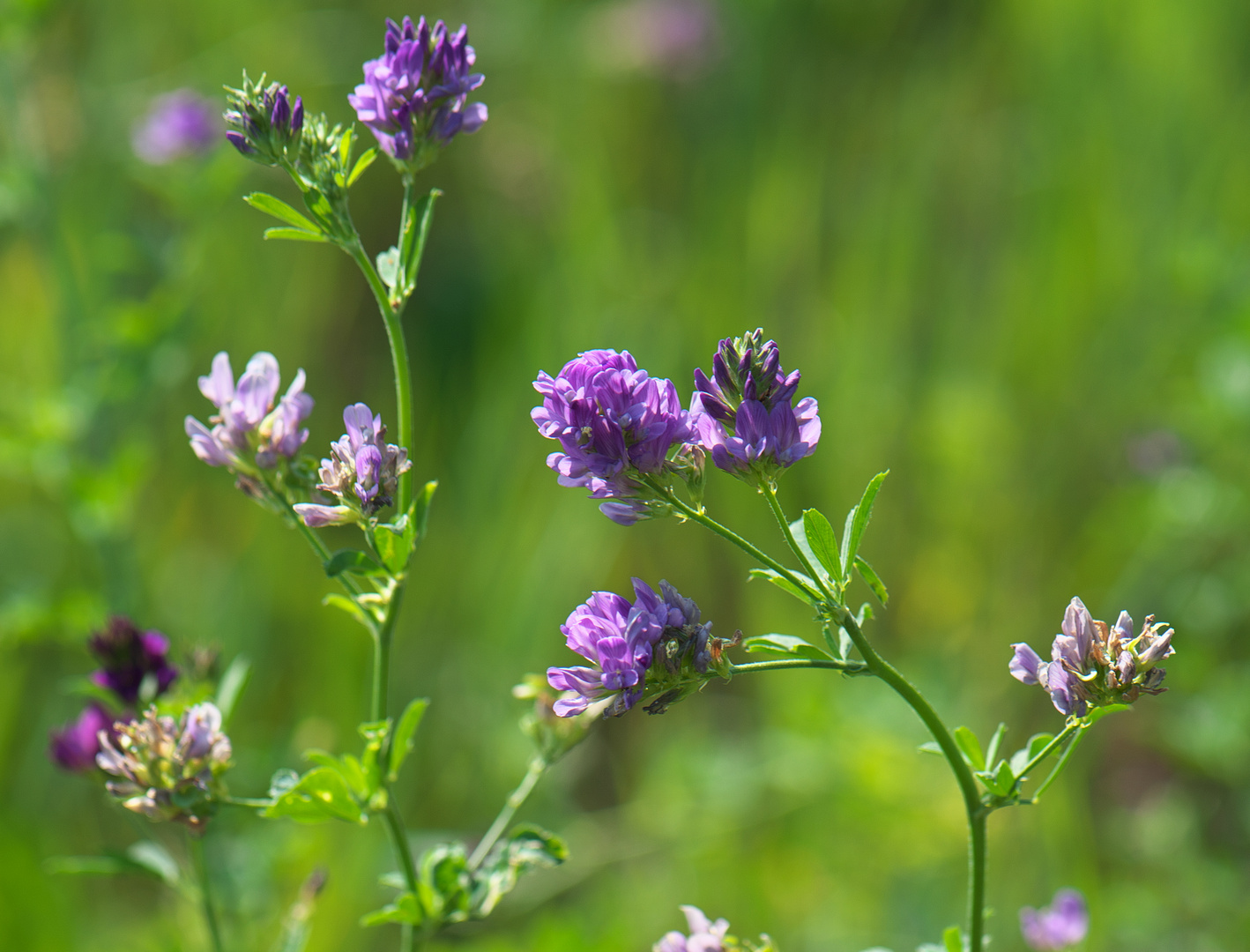 Medicago sativa