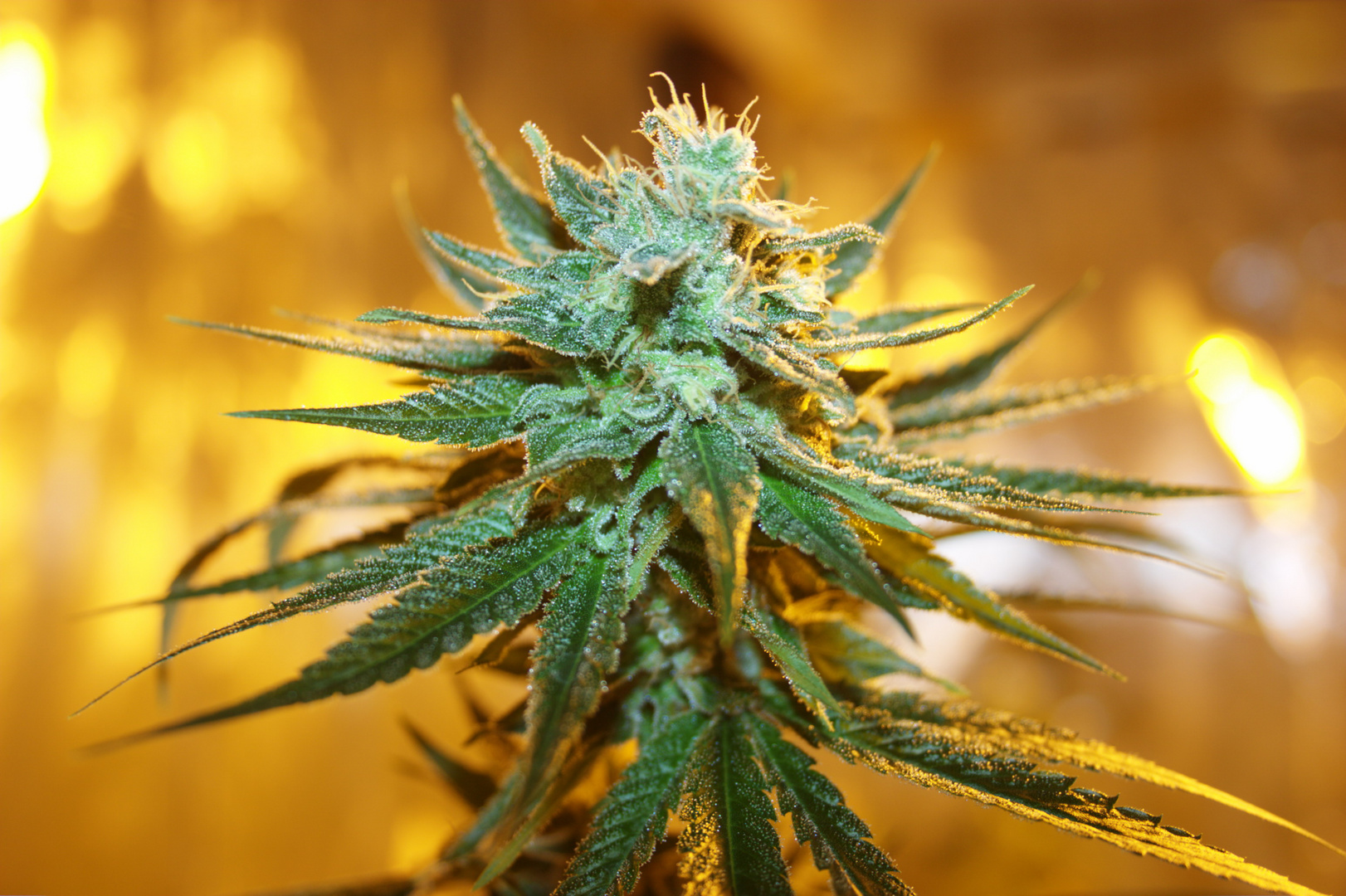 Medical THC - Cannabis Plant