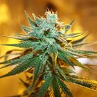 Medical THC - Cannabis Plant