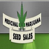 Medicinal Marijuana Seed Sales