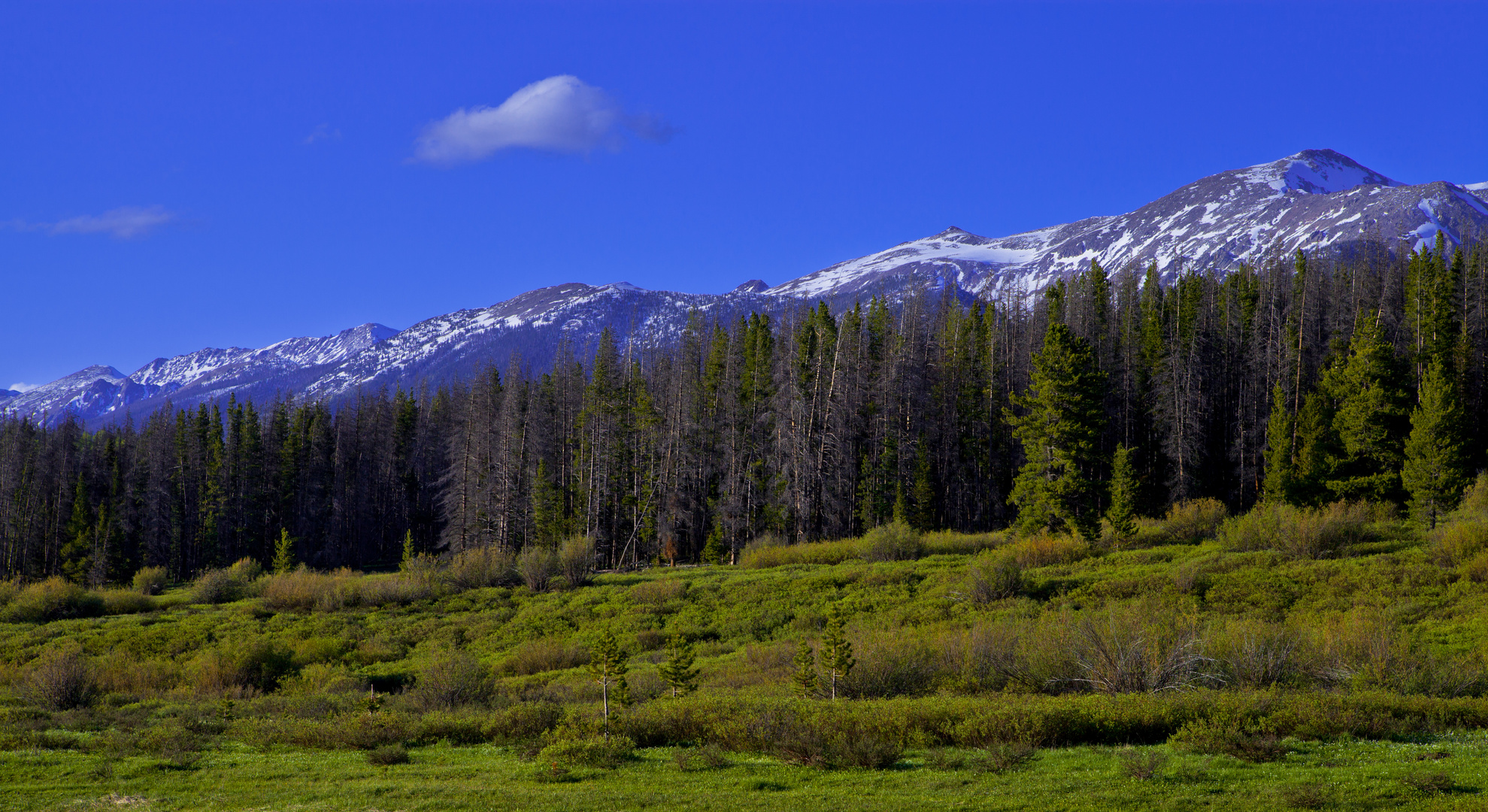 Medicine Bow