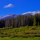 Medicine Bow