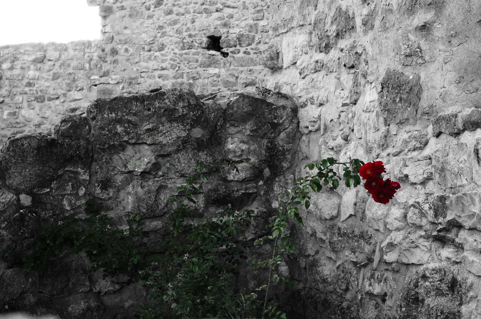 Medieval rose